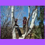 Matt and Bill In Tree.jpg